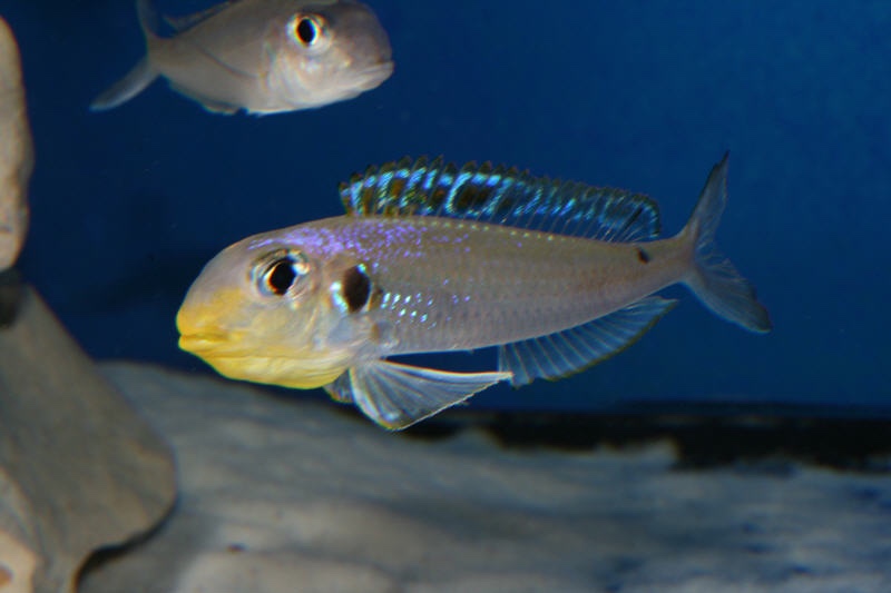 Xenotilapia sp. 'bathyphilus yellow' Kekese